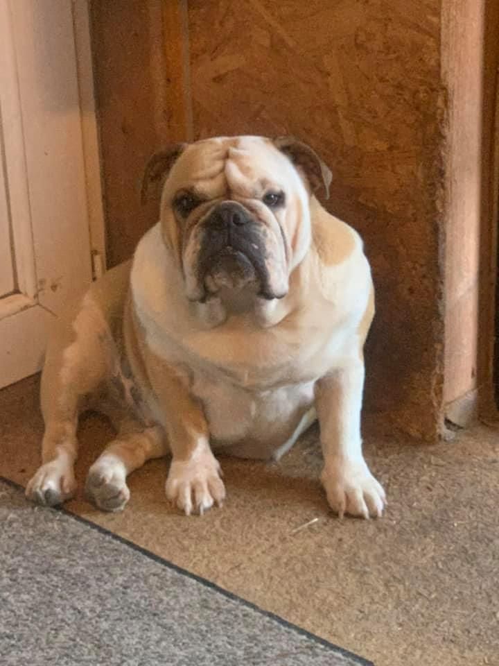 Pepper Du Domaine Pierre Quinpierre