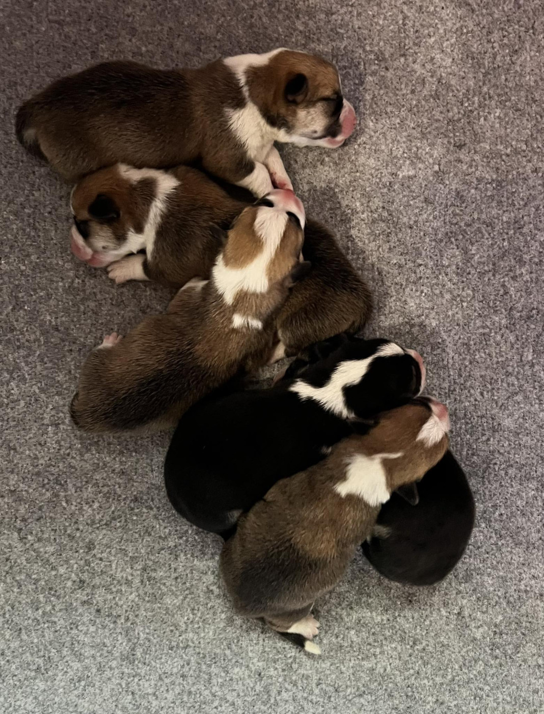 Du Domaine Pierre Quinpierre - Welsh Corgi Pembroke - Portée née le 08/02/2026