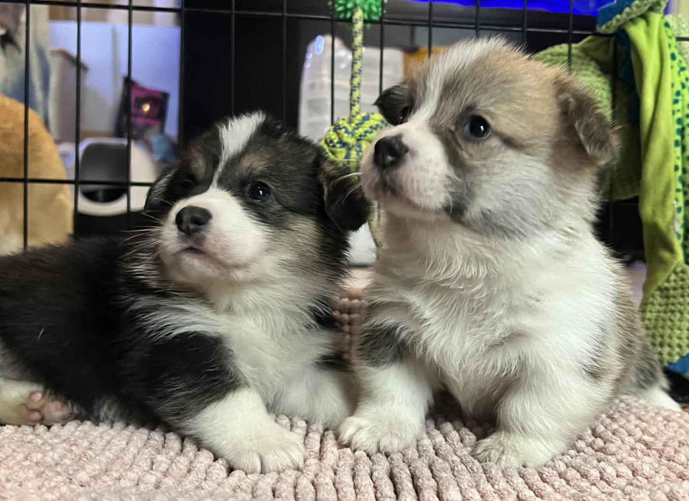 Du Domaine Pierre Quinpierre - Chiots disponibles - Welsh Corgi Pembroke