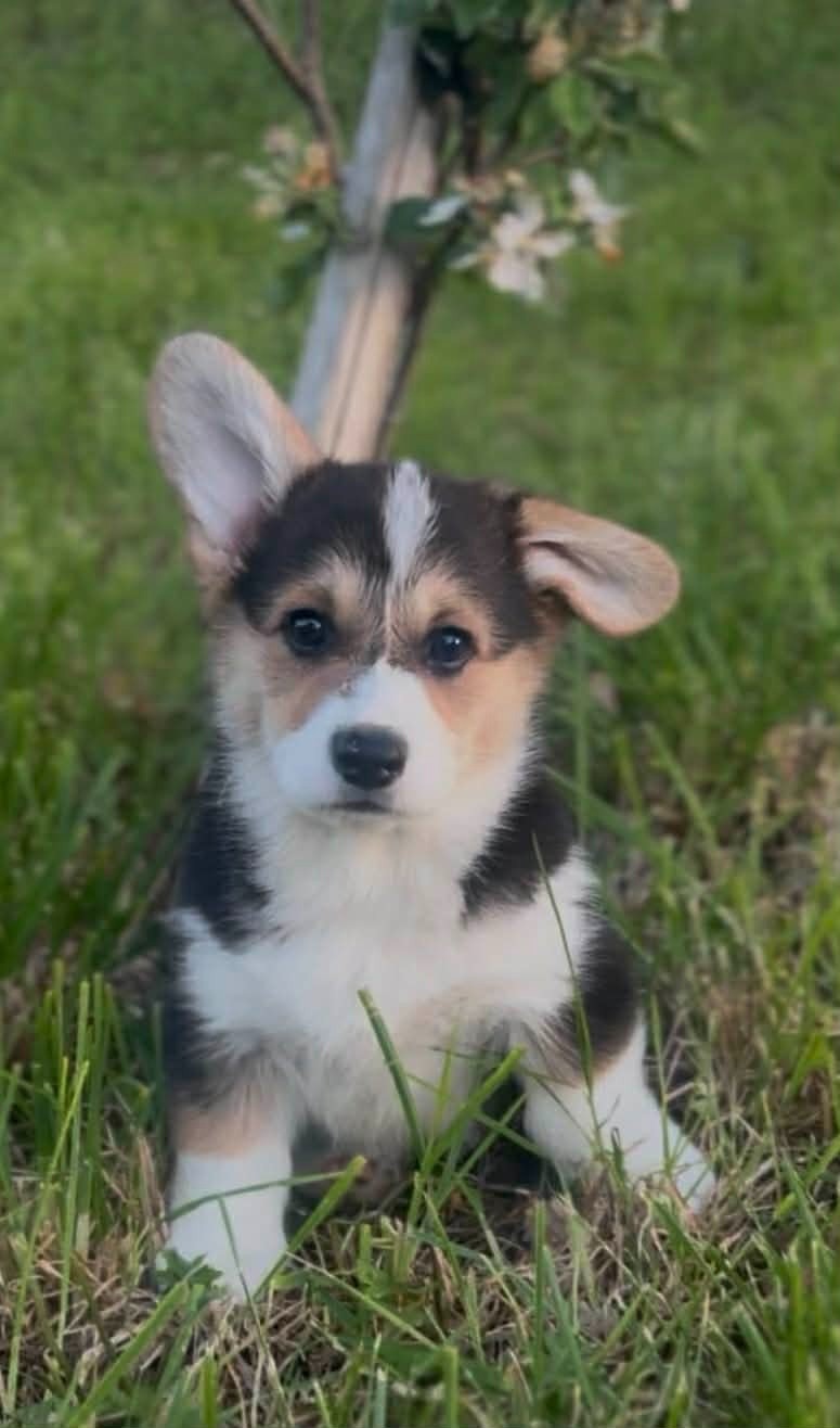 Du Domaine Pierre Quinpierre - Chiots disponibles - Welsh Corgi Pembroke