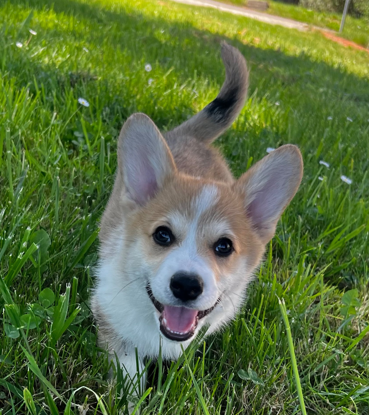 Du Domaine Pierre Quinpierre - Chiots disponibles - Welsh Corgi Pembroke