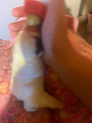 CHIOT 7
