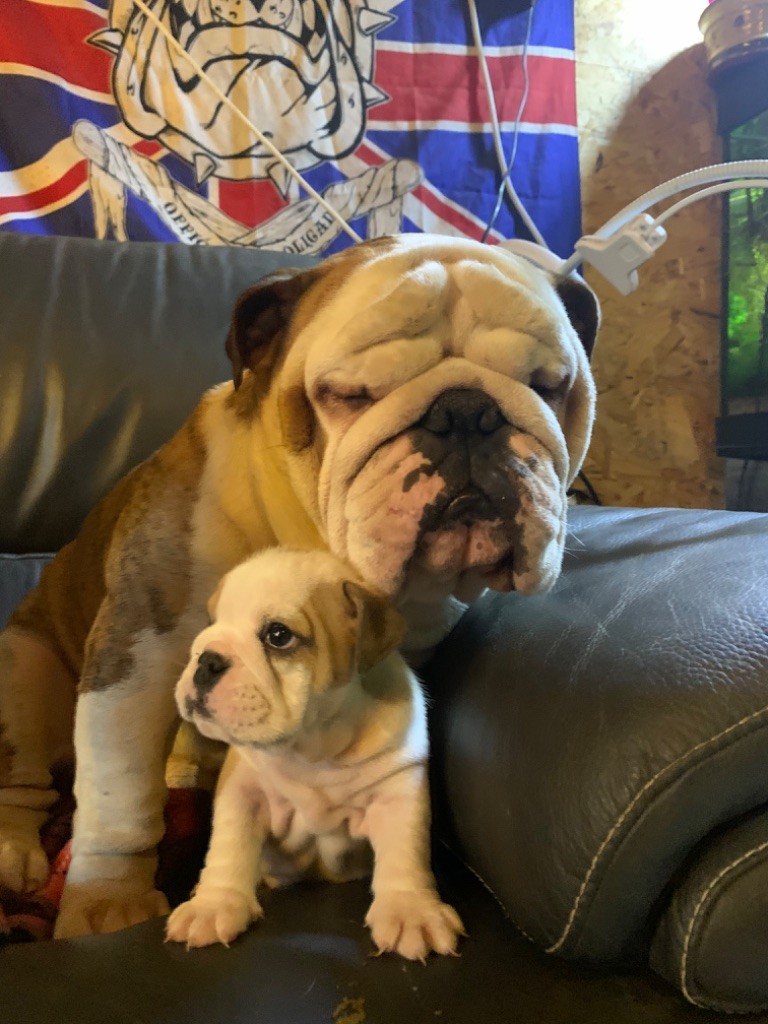 Du Domaine Pierre Quinpierre - Chiots disponibles - Bulldog Anglais